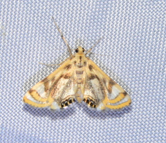 Margarosticha repetitalis