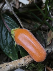 Columnea strigosa