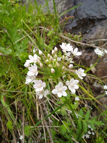 Image of Allium hyalinum by (c) Jonathan Vaughn, some rights reserved (CC BY)