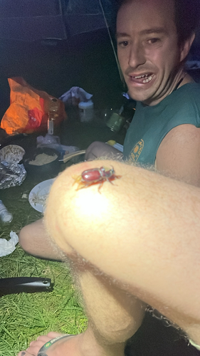 European Rhinoceros Beetle