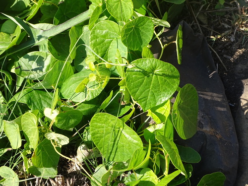 Stephania abyssinica