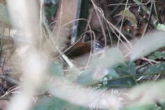 Pheugopedius genibarbis