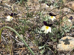 Viola hallii