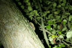 Pipistrellus nathusii