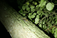 Pipistrellus nathusii