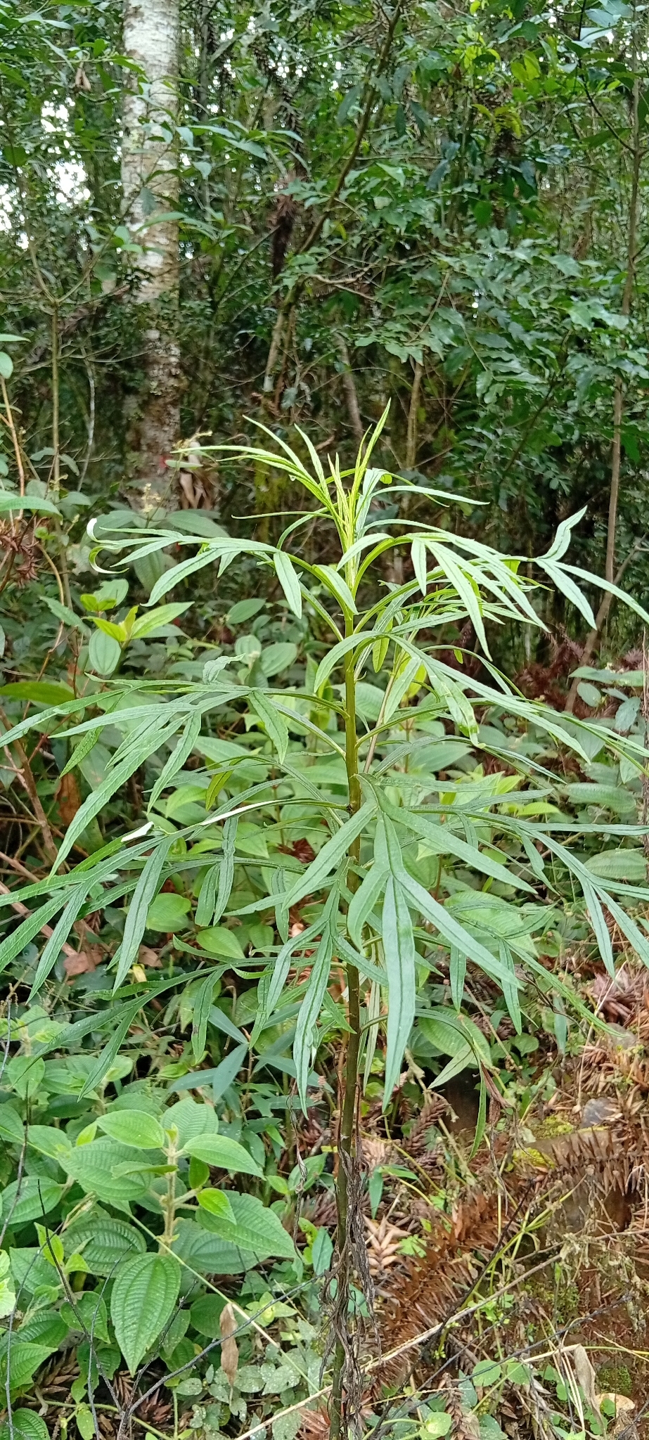 Senecio brasiliensis