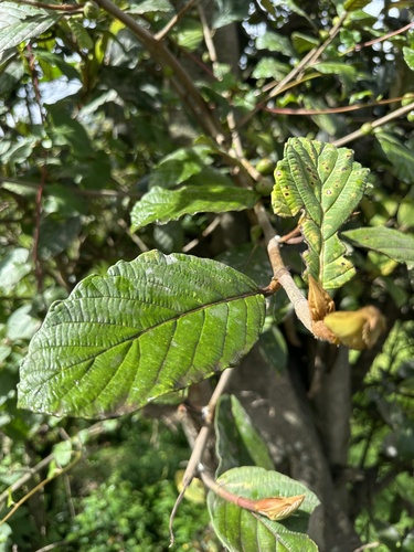 Ficus velutina, photograph 2