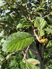 Ficus velutina, photograph (c) Nicolás Baresch Uribe, some rights reserved (CC BY)