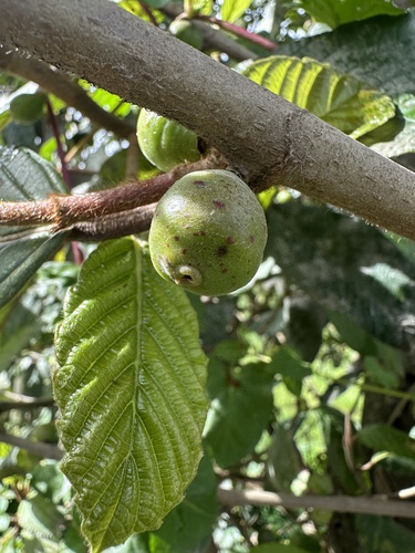 Ficus velutina