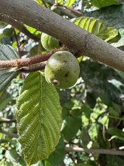 Ficus velutina, photograph (c) Nicolás Baresch Uribe, some rights reserved (CC BY)