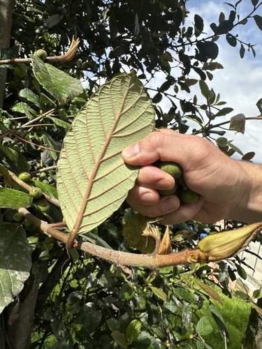 Ficus velutina, photograph 3