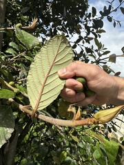 Ficus velutina, photograph (c) Nicolás Baresch Uribe, some rights reserved (CC BY)