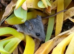 Peromyscus gambelii