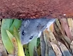 Peromyscus gambelii