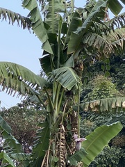Musa acuminata