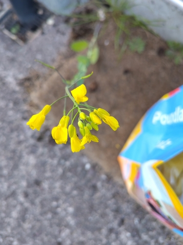 rapeseed