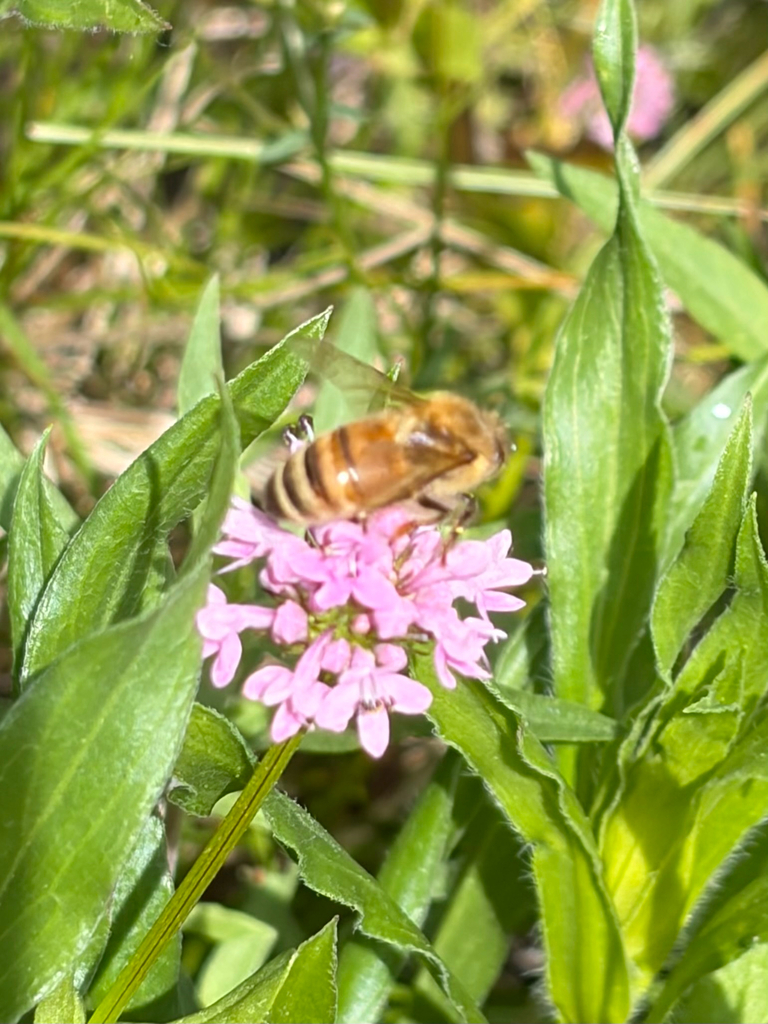 Western Honey Bee from Memorial Way, Seattle, WA, US on May 24, 2026 at ...