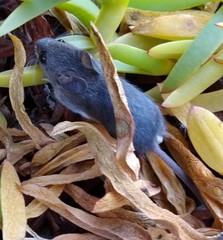 Peromyscus gambelii