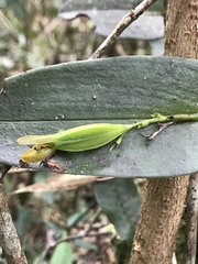 Acianthera casapensis