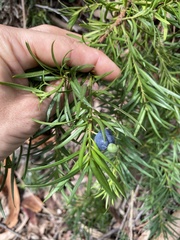 Podocarpus spinulosus