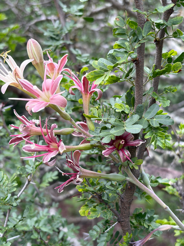 Manfreda maculata (Mart.) Rose 3