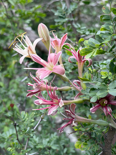 Manfreda maculosa