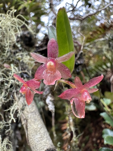 Epidendrum oxysepalum, photograph 3