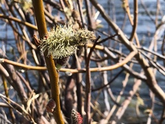 Salix delnortensis