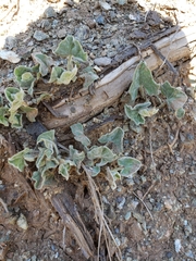 Calystegia malacophylla malacophylla