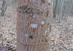 Pertusaria pustulata