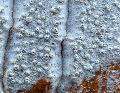 Pertusaria pustulata