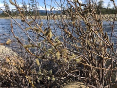 Salix delnortensis