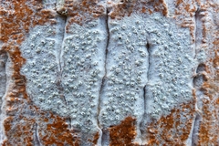 Pertusaria pustulata