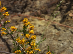 Genista triacanthos, photograph (c) Duarte Frade, some rights reserved (CC BY)
