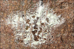 Pertusaria pertractata