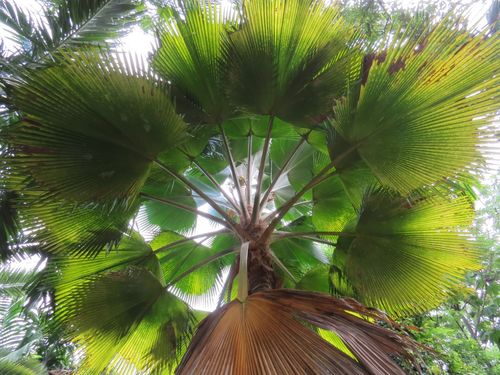 Pritchardia hillebrandii