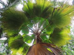 Pritchardia hillebrandii