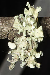 Ramalina inflata