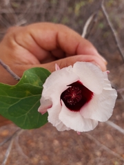 Gossypium aridum
