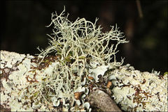 Usnea inermis