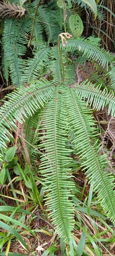 Sticherus bifidus observed 2026-05-24