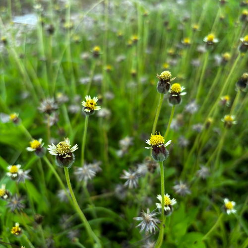 Tridax procumbens observed 2026-05-25