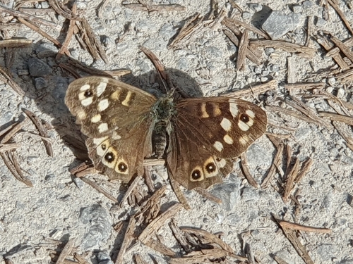 Speckled Wood
