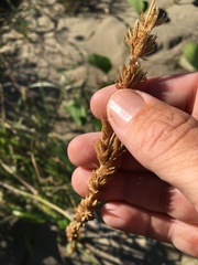 Eragrostis interrupta