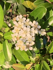 Pyracantha koidzumii