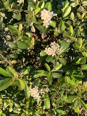 Pyracantha koidzumii