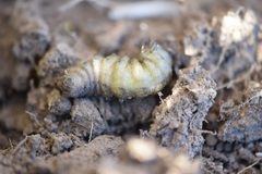 Lepidoptera