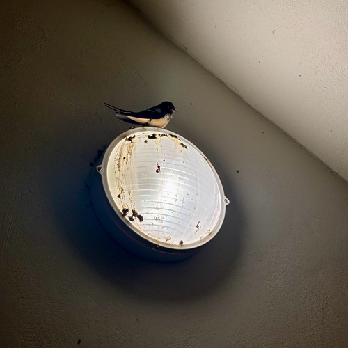 Barn Swallow