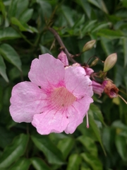 Podranea ricasoliana