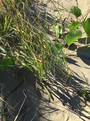 Eragrostis interrupta